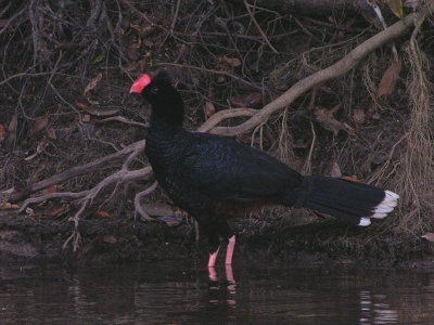 Razor-billed Curassow