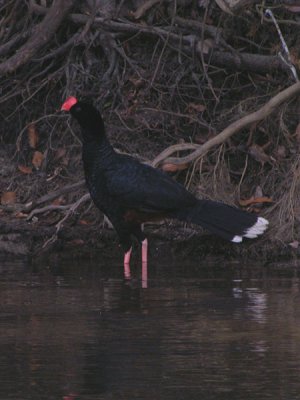 Razor-billed Curassow