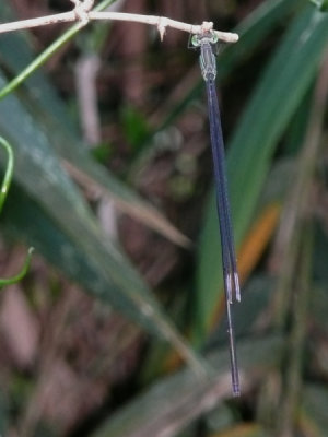 Mecistogaster amalia female