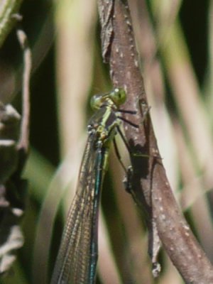 Mecistogaster amalia thorax