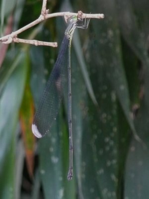 Mecistogaster amalia female