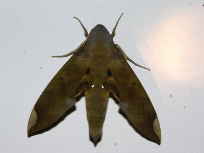 Pachylia ficus