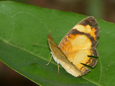 Tegosa claudina or serpia 071009.jpg