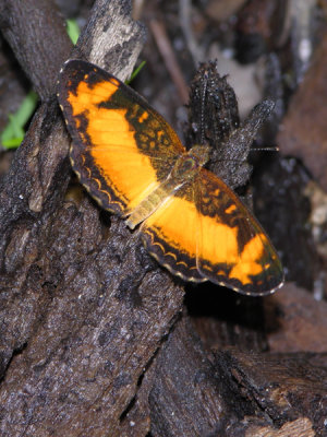 Telenassa teletusa burchelli 071009.jpg