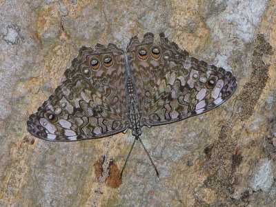 Gray cracker hmadryas februa