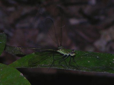 Dicteriadidae