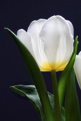 tulip-4218-w.jpg