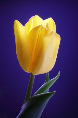 tulip-4239-w.jpg