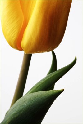 tulip-4336-w.jpg