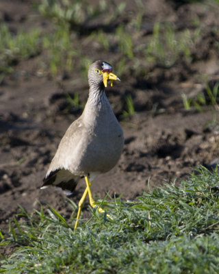 African Wattled Plover