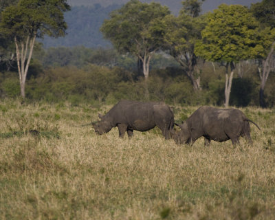 Black Rhinoceros