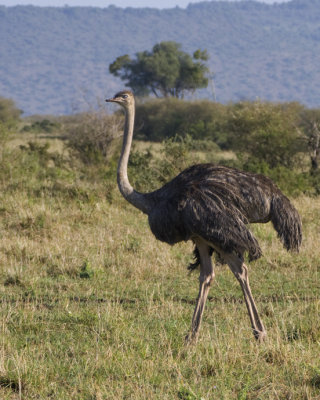 Ostrich (female)