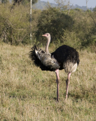 Ostrich (male)