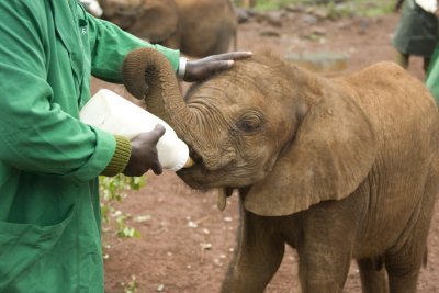 Elephant Orphanage - feeding time