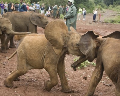 Fighting baby elephants
