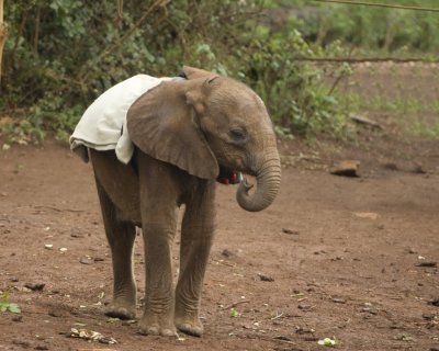 Baby elephant at the orphanage