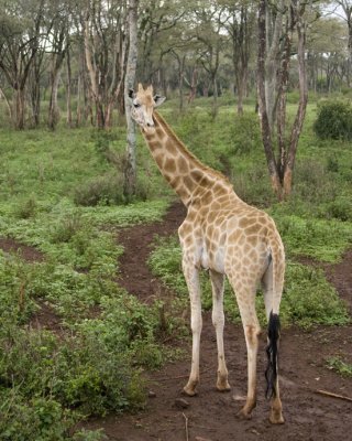 Rothschild's Giraffe at the Giraffe Center