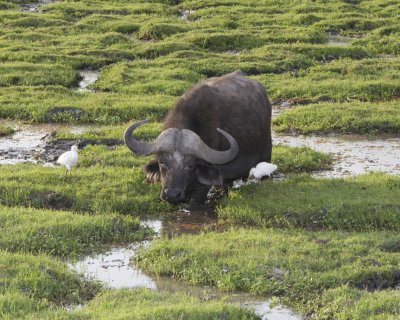 Cape Buffalo