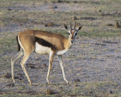 Thomson's gazelle (ewe)