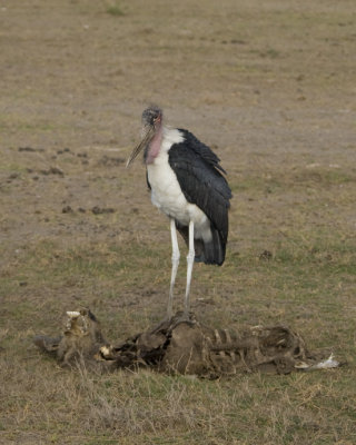 Marabou Stork on carcass