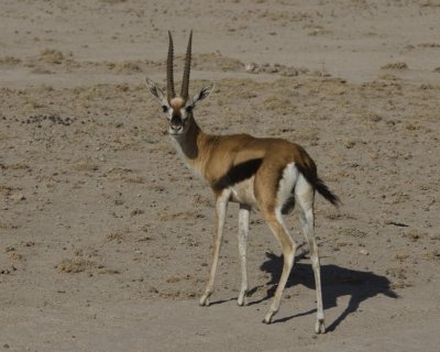 Tomson's Gazelle (ram)