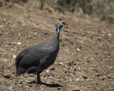 Helmeted Guineafowl