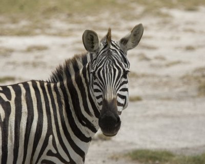 Plains Zebra