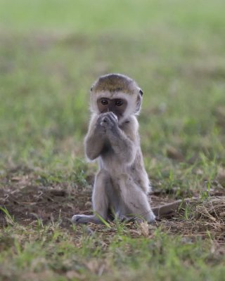 Vervet Monkey (baby)