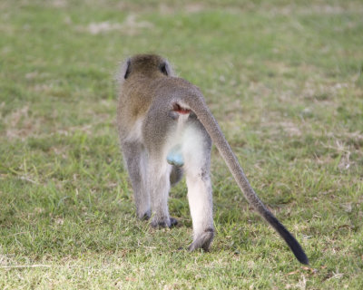 Vervet Monkey (male)