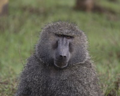 Olive Baboon