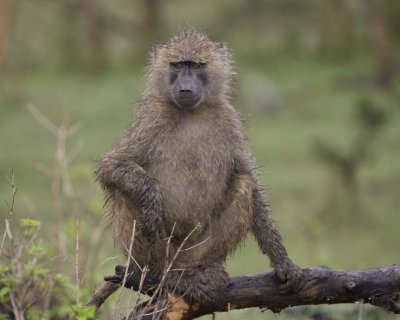 Yellow Baboon