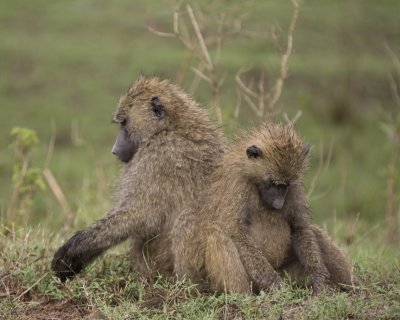 Yellow Baboons