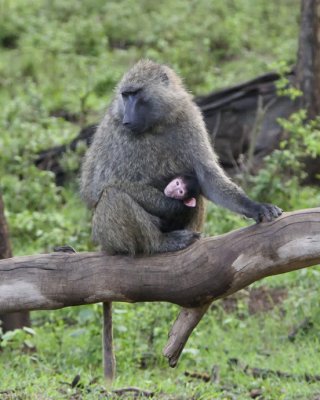 Olive Baboon with baby
