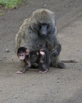 Olive Baboon with baby