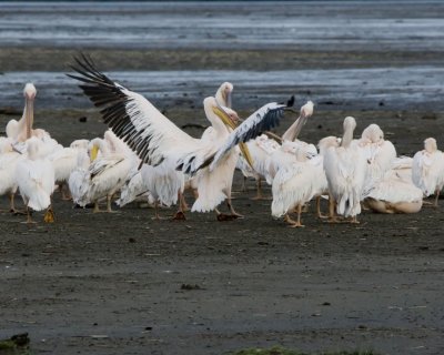 White Pelicans