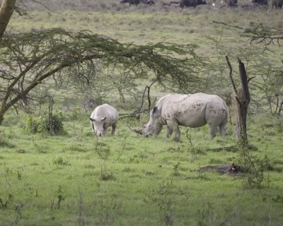 White Rhinoceros and baby