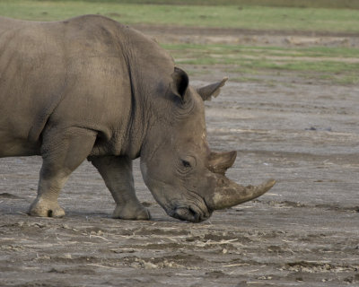 White Rhinoceros