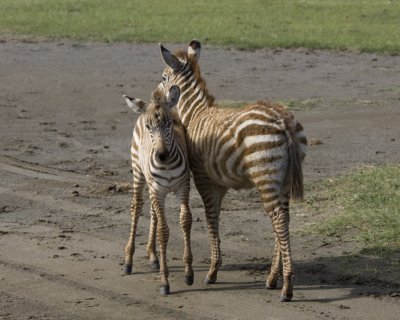 Young Plains Zebras
