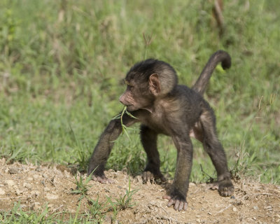 Baby Baboon