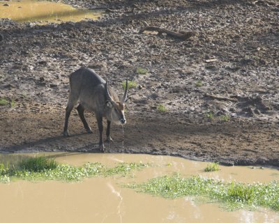 Defassa Waterbuck (bull)