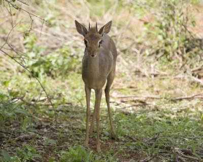 Damara Dik-dik