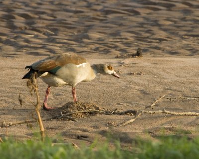 Egyptian Goose