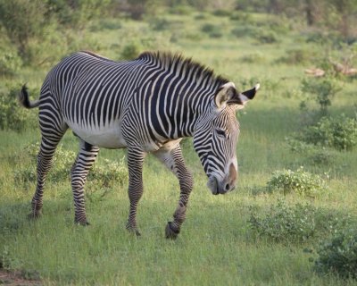 Grevy's Zebra