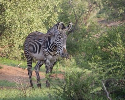 Grevy's Zebra