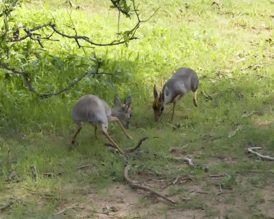 Fighting Dik-diks