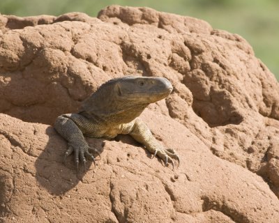 Lizard in termite mound