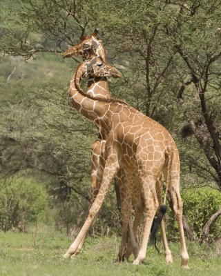 Necking (fighting) Reticulated Giraffes