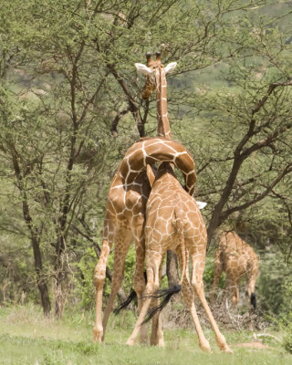 Necking (fighting) Reticulated Giraffes