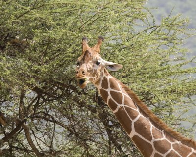 Reticulated giraffe having a snack