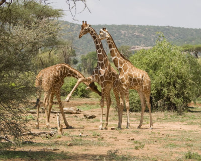 Fighting Reticulated giraffes